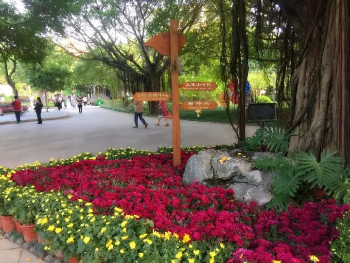 福州西湖公園菊花展開始咯!七大展區亮點都幫你找好了!