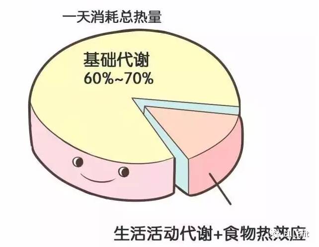 基礎代謝率佔總消耗的64.2%