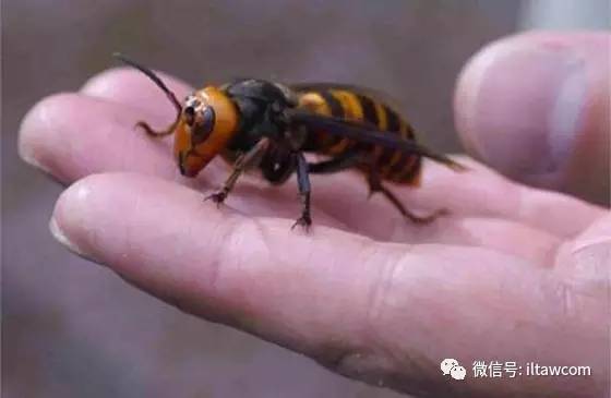 被捕获的亚洲巨蜂日本亚种宽阔的头与巨大的牙亚洲巨蜂的螫针达6