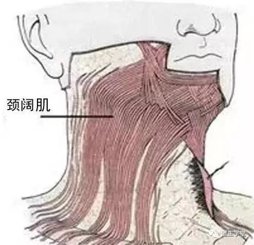 胸锁乳突肌中点图片