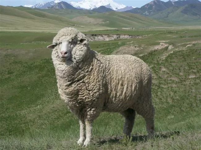 我国细毛羊产业出路何在