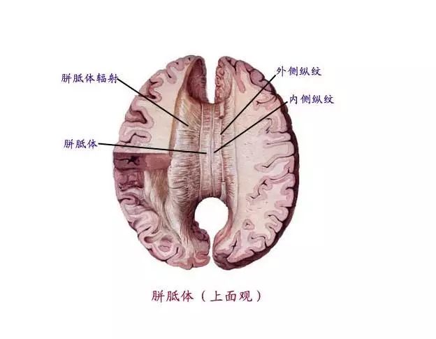 刷屏的左右脑年龄测试原来是骗人的!左右脑理论和你想的不一样