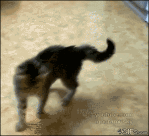 猫咪跑步gif图片