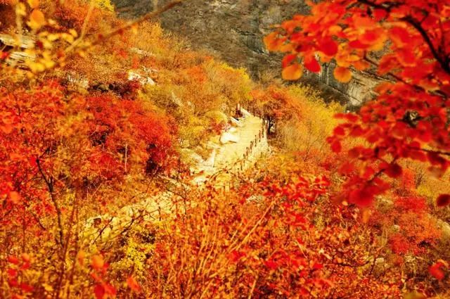 2017北京坡峰嶺紅葉節自駕遊詳細攻略美景美食美宿