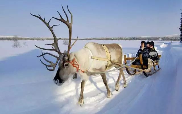 这种林中精灵神秘而优雅,带有童话色彩,圣诞老人就是乘坐驯鹿拉的雪橇