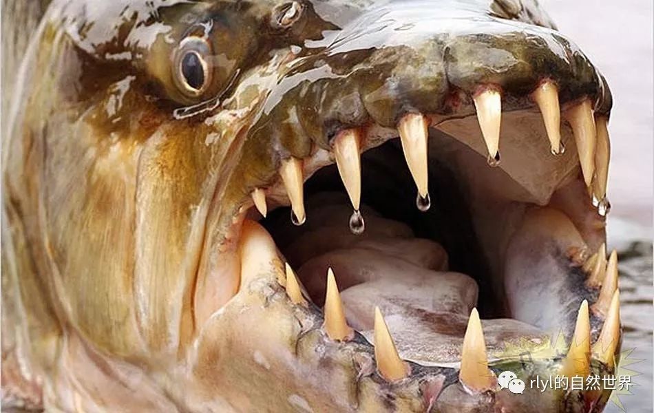 鳡鱼 牙齿图片