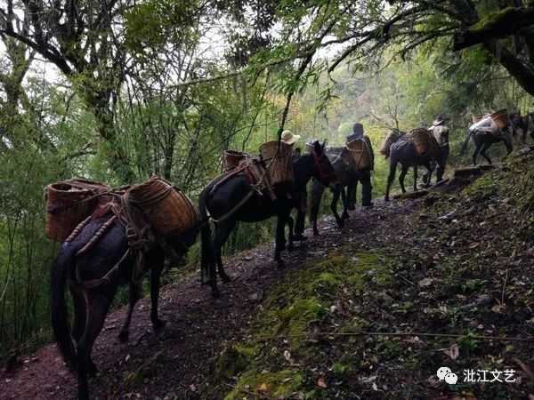 瞧茶馬古道上的馬登馬幫