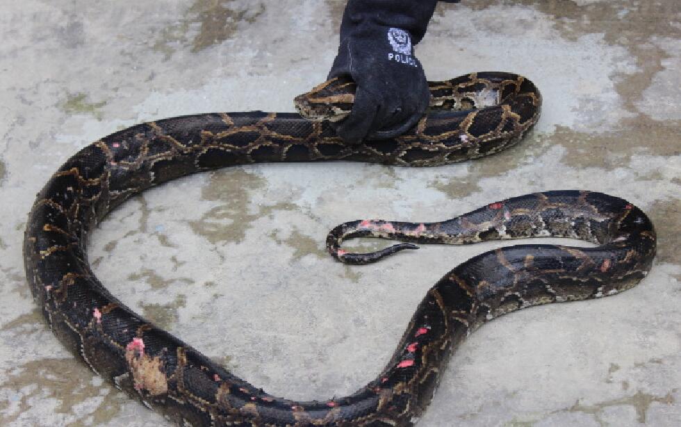 州麻栗坡县一条水沟里,惊现巨蟒蜷缩在水沟里,蟒蛇困在水沟中不能动弹