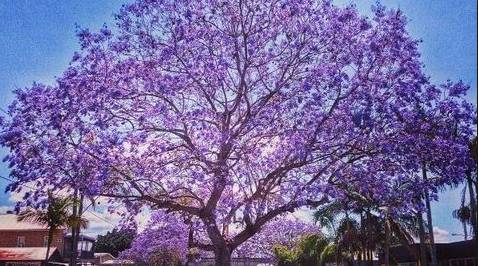 park里,有这样一棵高大的蓝花楹树,为大家撑起一片紫色的天空