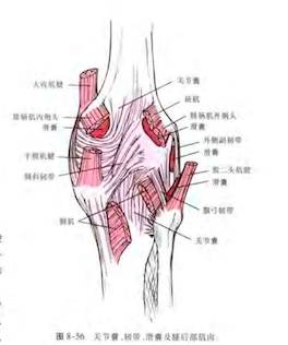 膝关节腘窝处小籽骨图片