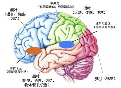 还在测左右脑几岁脑科专家告诉你真相一定要忍住