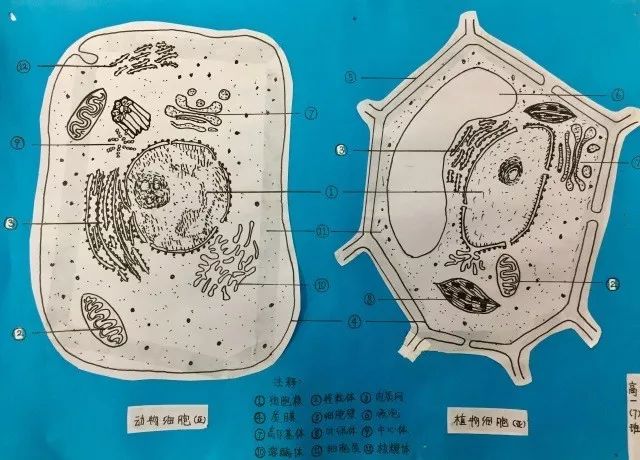 太惊艳!高中生手绘动植物细胞,看完觉得不会画画就没法学生物