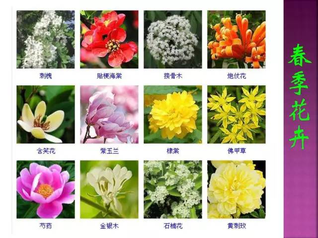 四季花的种类大全图片图片