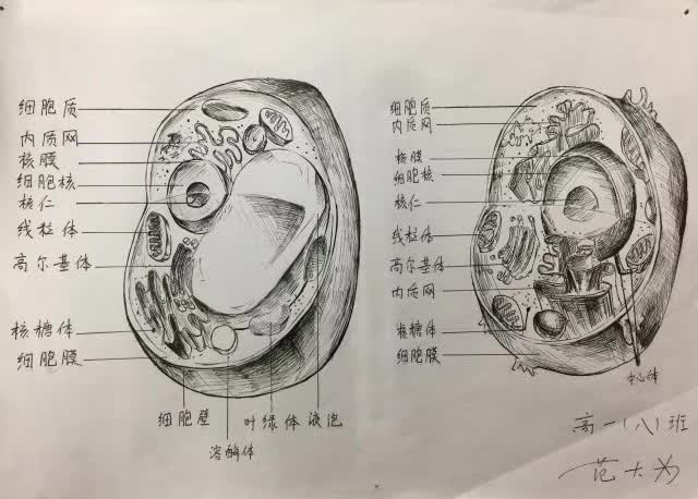 学生作品有同学表示,自己绘图时,虽然还没有真正在显微镜下和生物细胞
