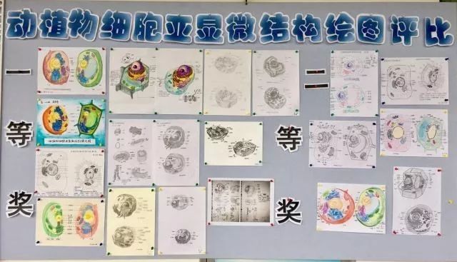 高中生物图片彩绘图片