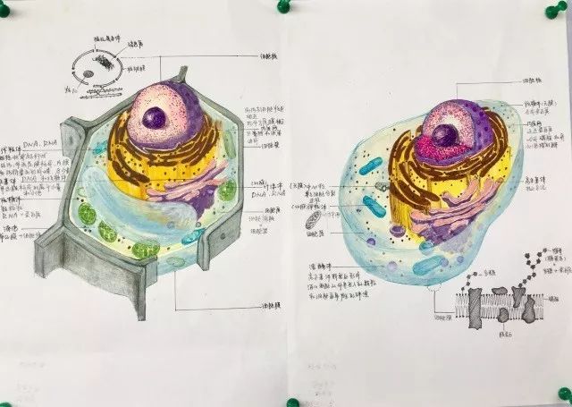 太惊艳高中生手绘动植物细胞看完觉得不会画画就没法学生物