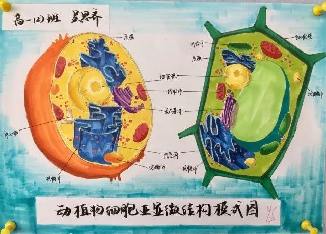 太驚豔高中生手繪動植物細胞看完覺得不會畫畫就沒法學生物