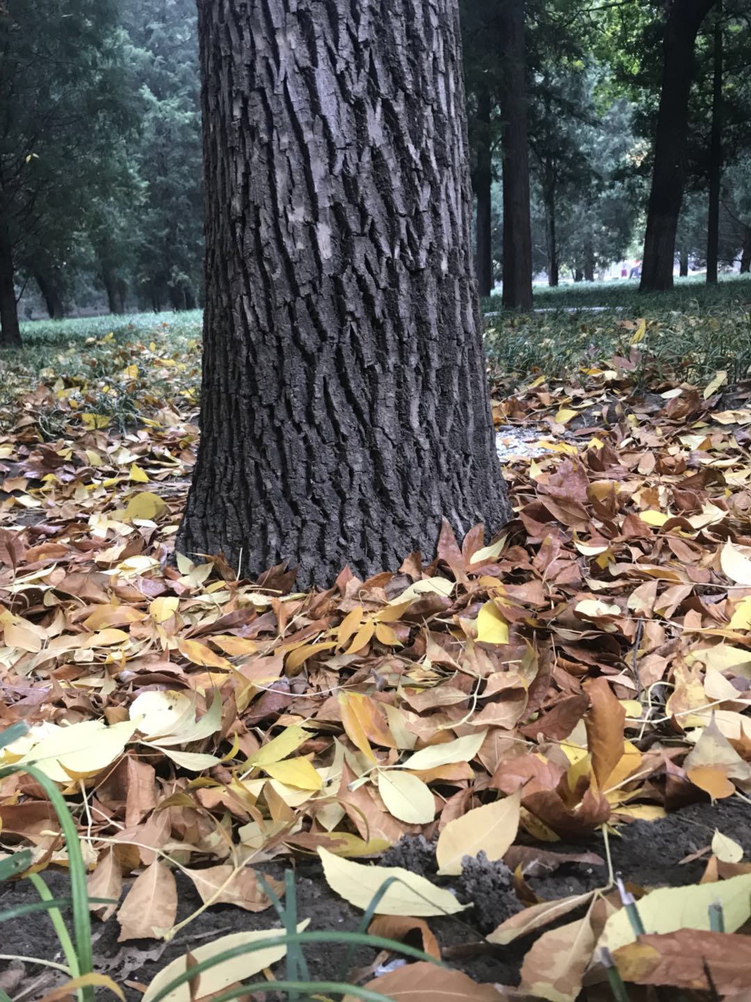 月壇公園我聽見了樹葉落下的聲音