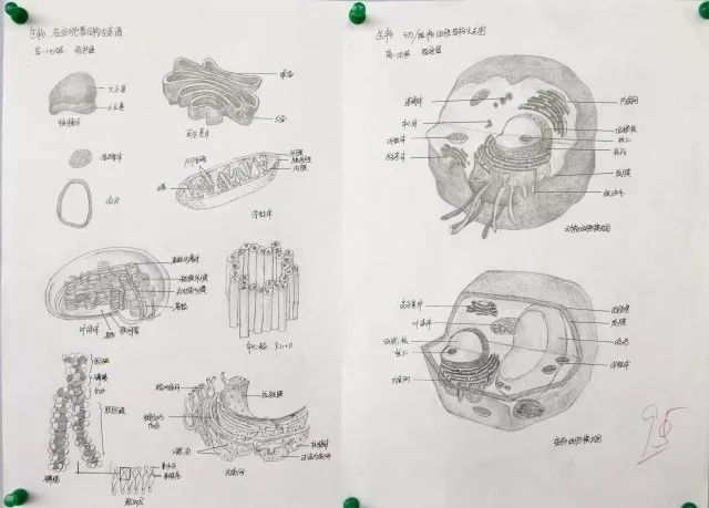 太驚豔高中生手繪動植物細胞看完覺得不會畫畫就沒法學生物