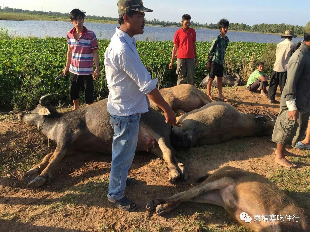 天灾!十一头牛被雷电击中死亡