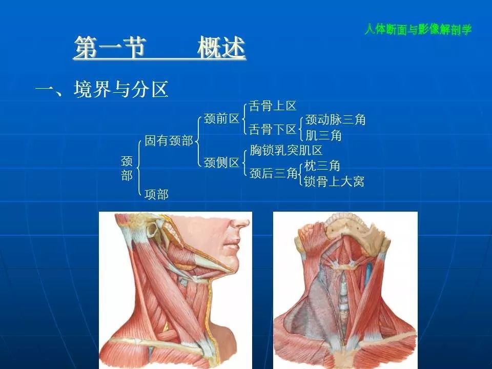 颈部断面与影像解剖