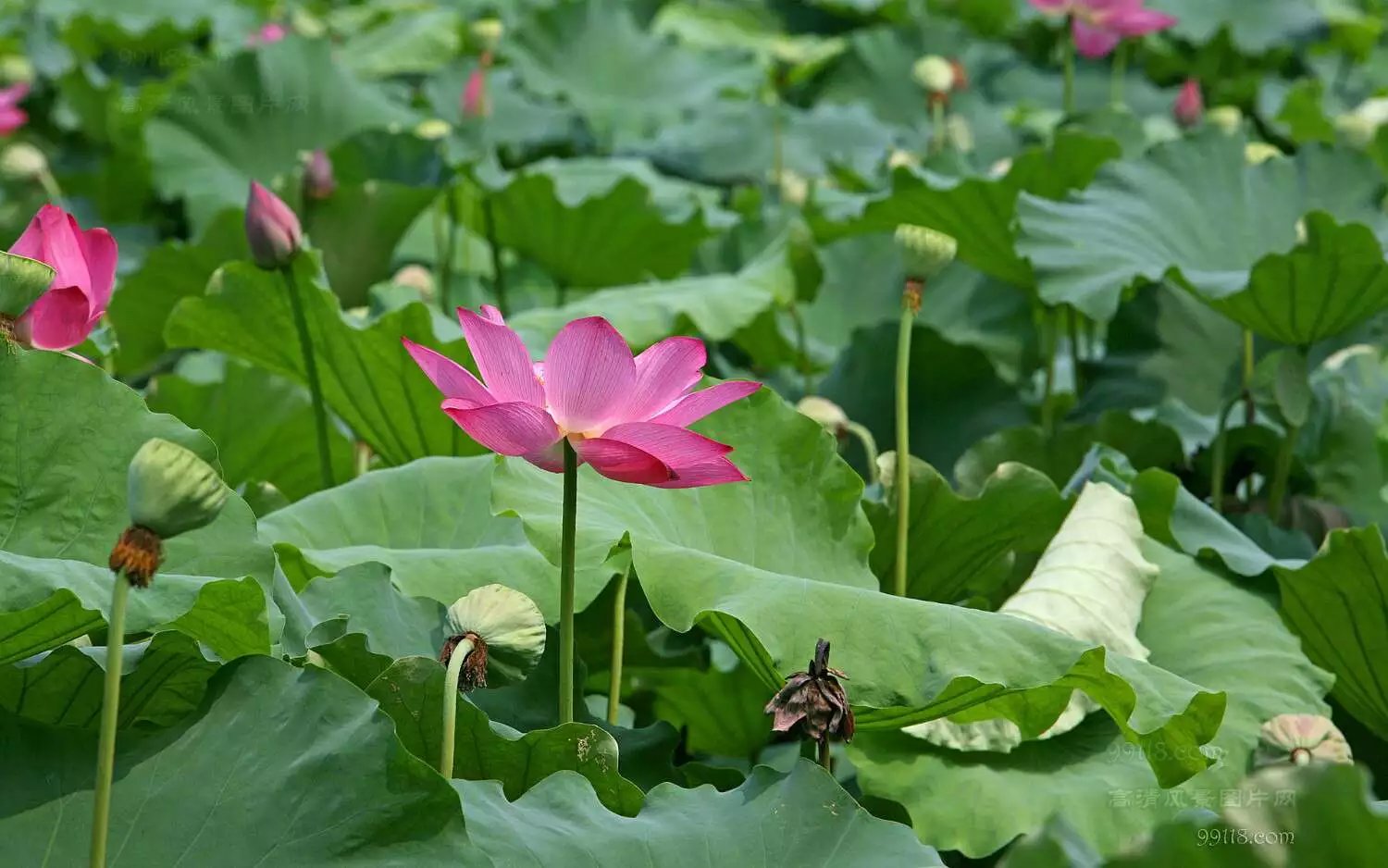 安龍荷花池《招堤》位於安龍縣城東北,始建於康熙三十三年(公元1694年