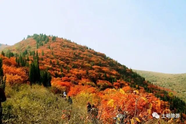 淄川土峪村风景区红叶图片