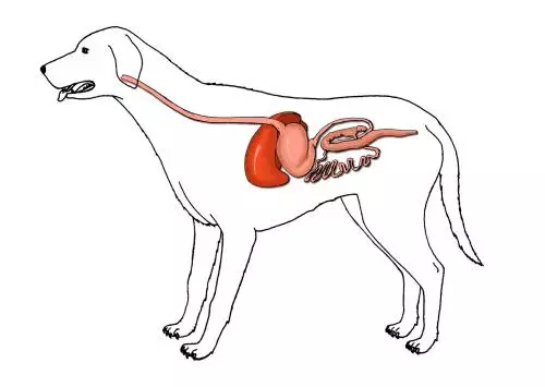 狗的肠道结构图片
