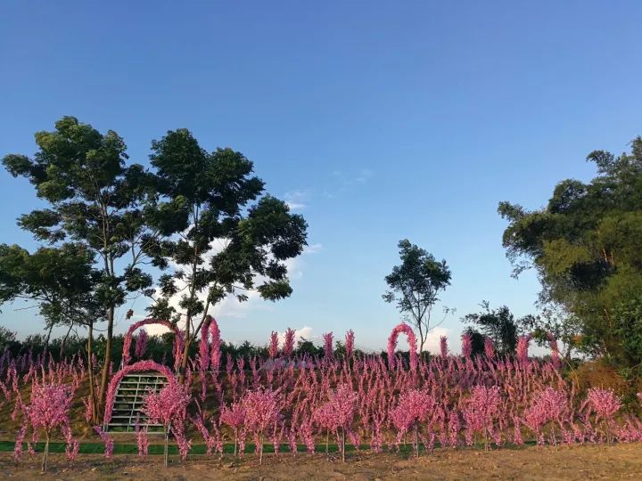 紫溪半岛重阳节花海撩人带上父母孩子来踏青吧