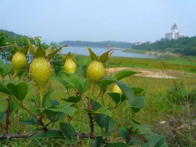 金樱子花能吃吗图片