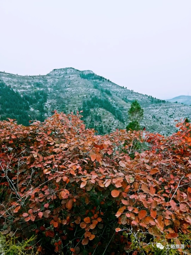 淄川土峪村风景区红叶图片