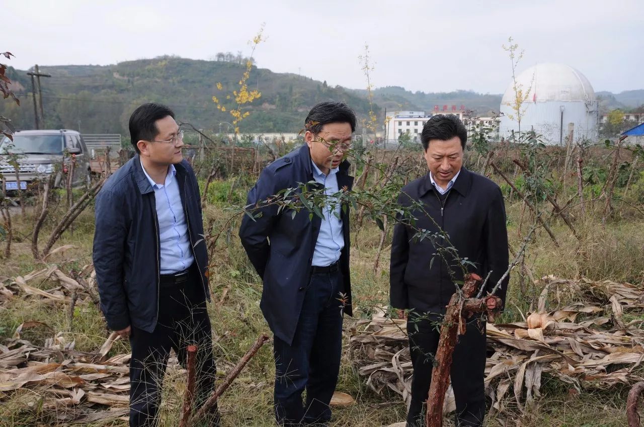 徽县王强简介图片