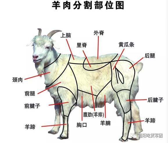 羊全身解剖图图片
