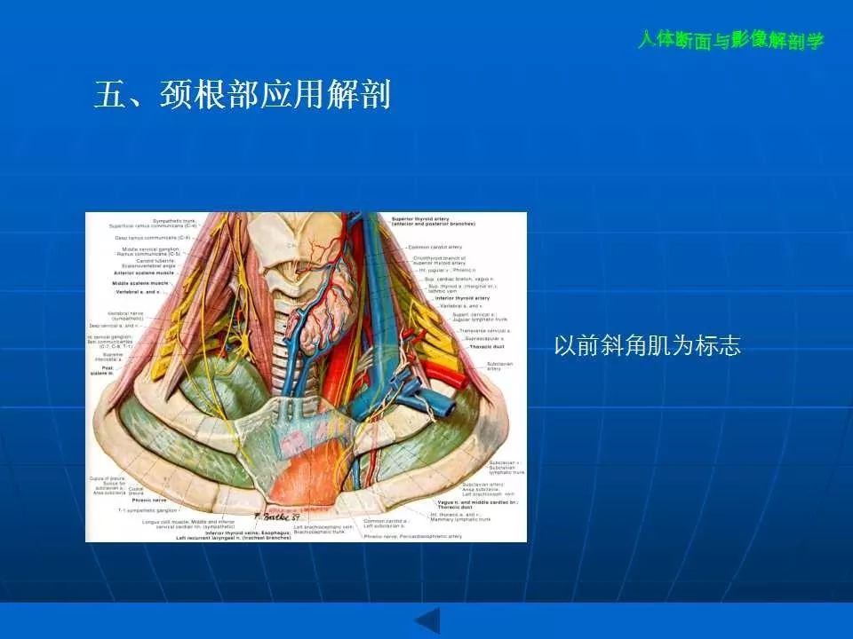 颈部断面与影像解剖