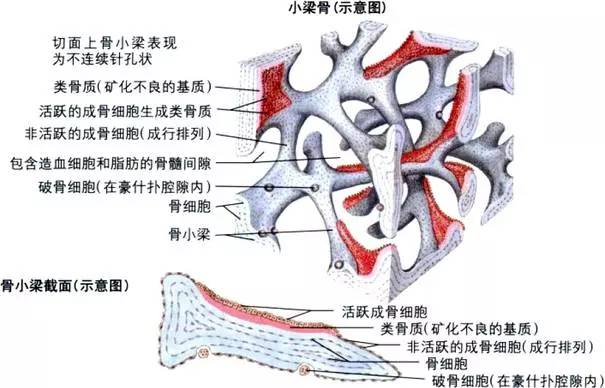 他们构成了骨骼的外皮,中间黄色部分主要是是骨小梁