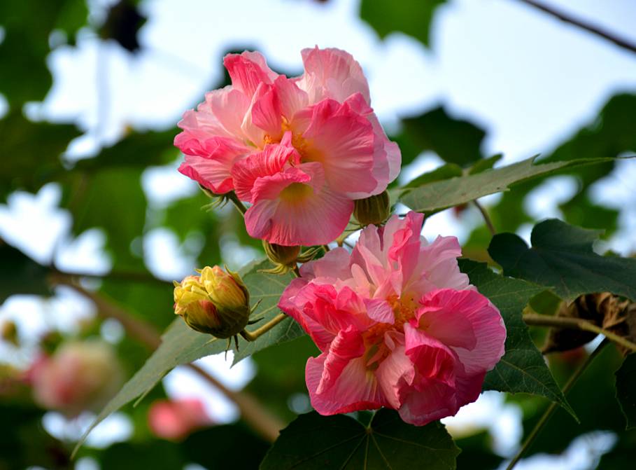 芙蓉花的图片(芙蓉花的图片和简介)