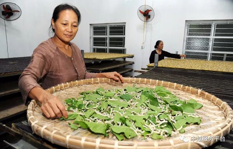 保护与发扬养蚕和丝绸编织业