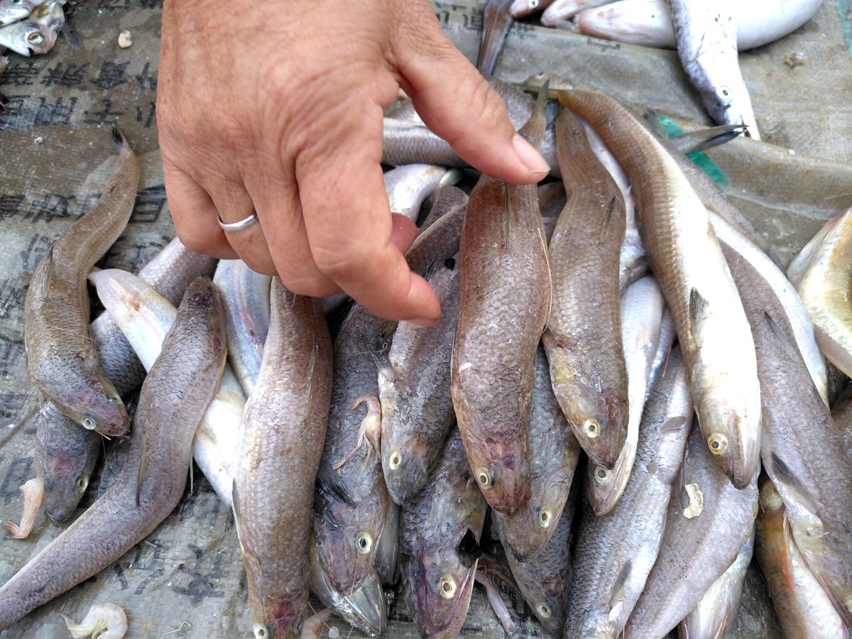 農村集市賣的一種魚嘴巴跟鋼針一樣另一種魚身體跟秤桿子似的