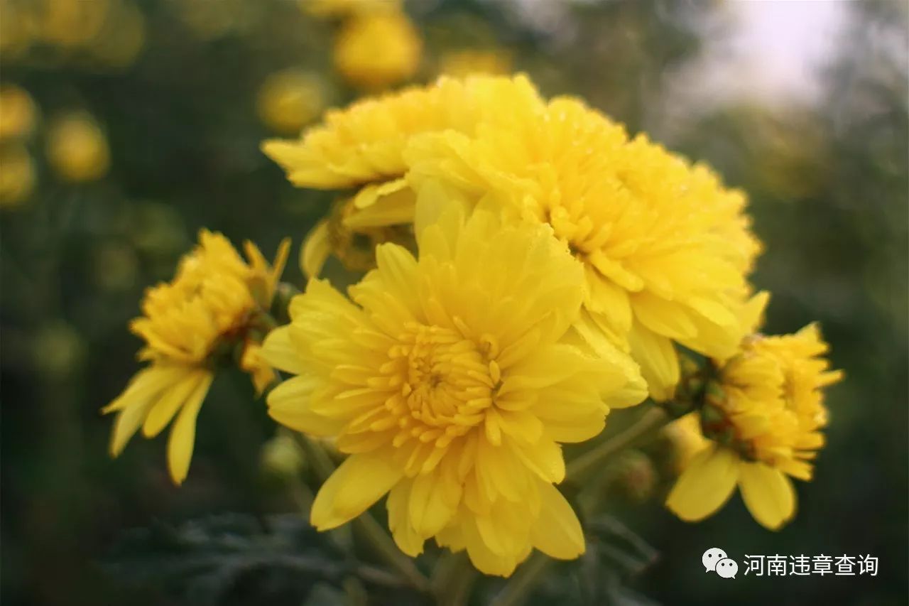 千畝雲臺冰菊全面盛開菊花仙子邀你來焦作賞菊