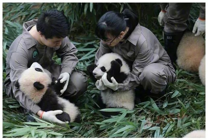 招募·大熊猫保护 让我再吸一口胖达,就一口