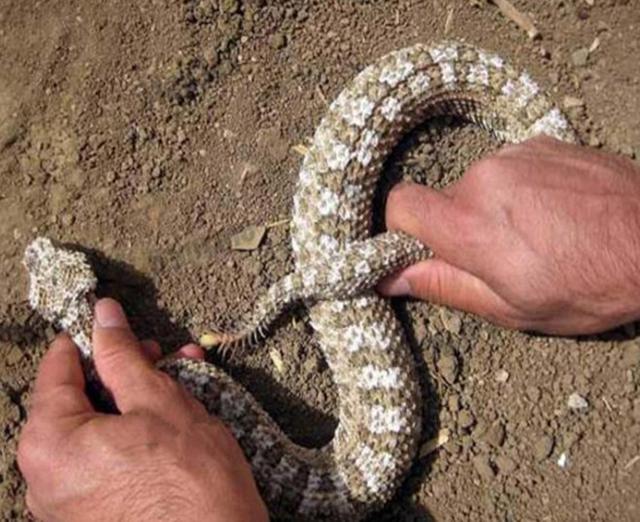 第一次看到这种奇怪的蛇特别是它的蛇尾让人觉得不寒而栗