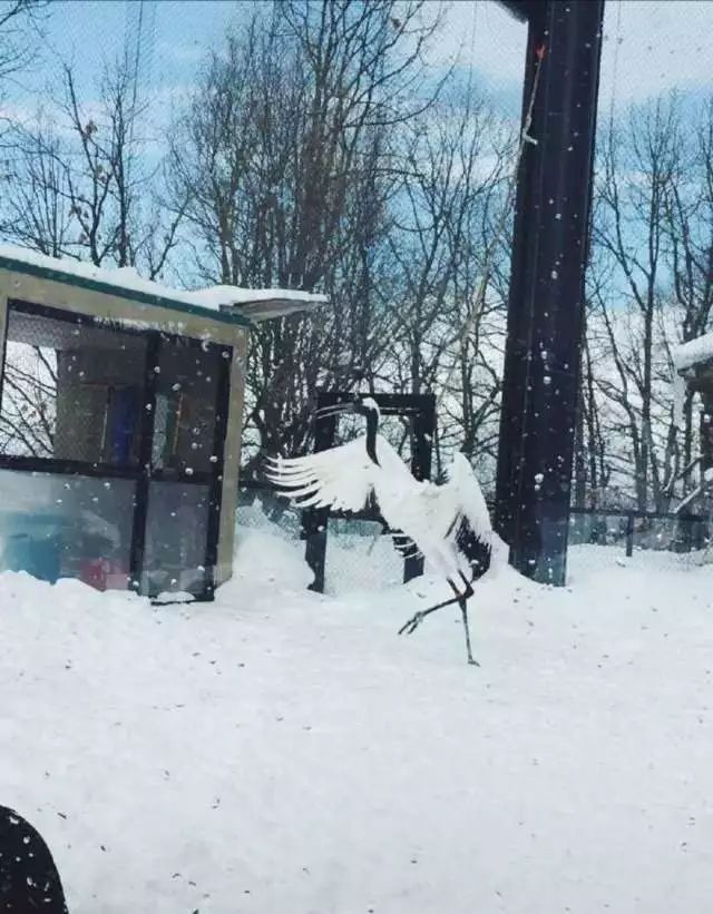 银碗盛雪白马入芦花photo树洞