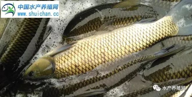 鯽魚持續低價反彈無望 草魚行情略有鬆動 草魚苗養殖戶惜售漲價