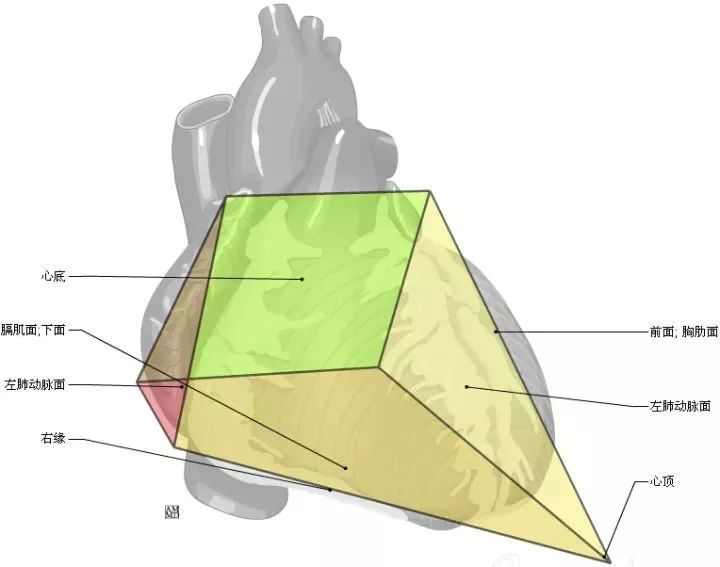 心表面的四条沟解剖图图片