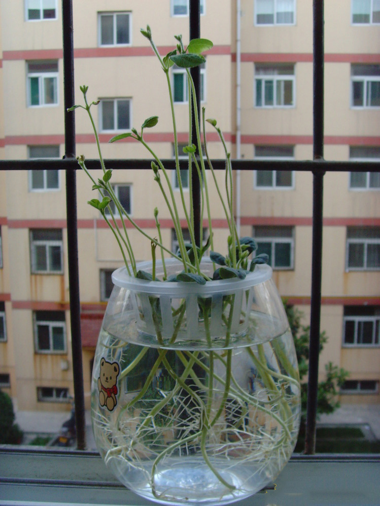 水培吊蘭太麻煩了,不如扔一顆花生進去,不用管就長成盆景