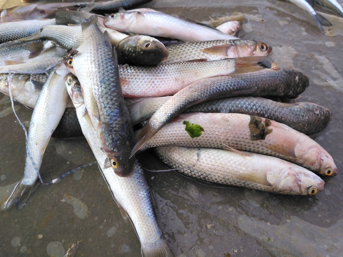 農村集市賣的一種魚嘴巴跟鋼針一樣另一種魚身體跟秤桿子似的