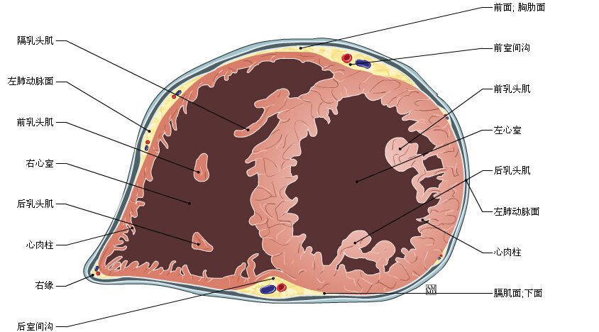 心肌细胞纵切面手绘图图片