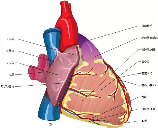 超详细的人体心脏解剖图,建议珍藏!