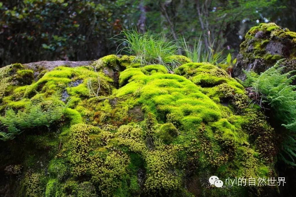 苔藓,人们惯称为青苔.