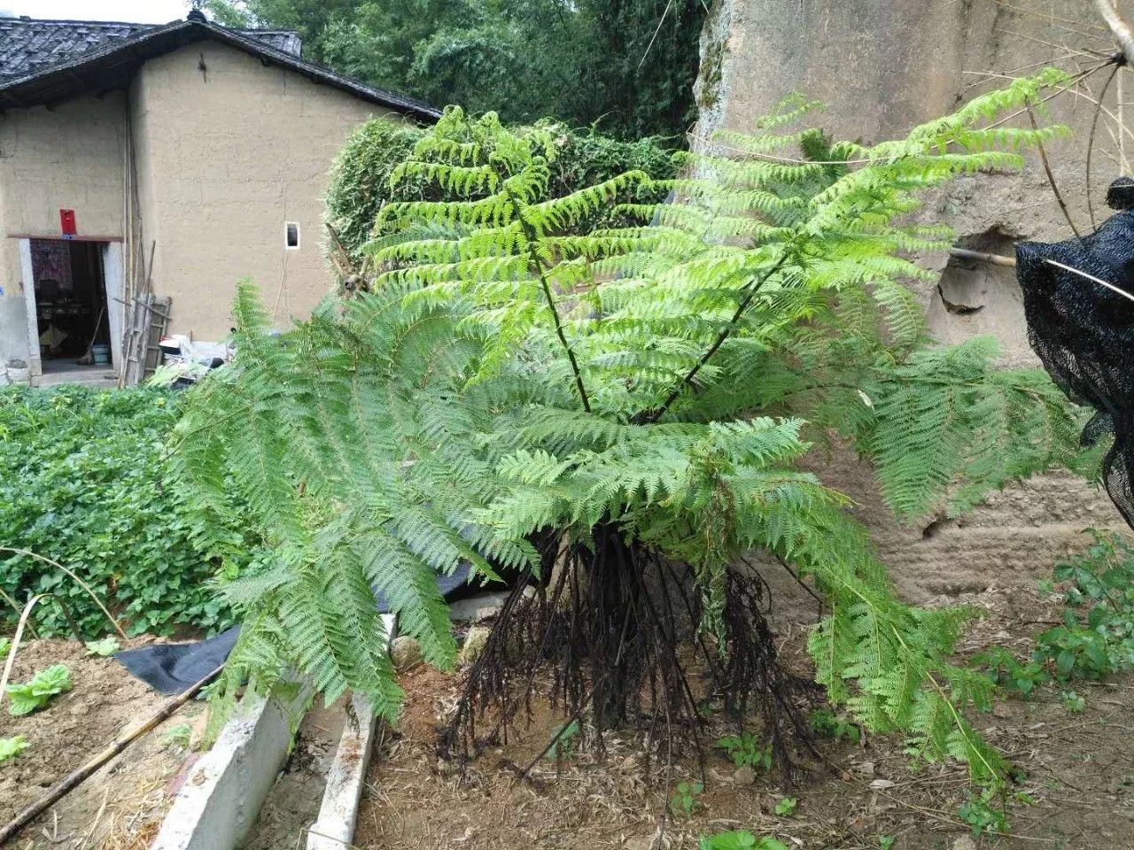 说一个和恐龙时代有关的故事,你想听吗?芹洋一株桫椤因em原露创奇迹!